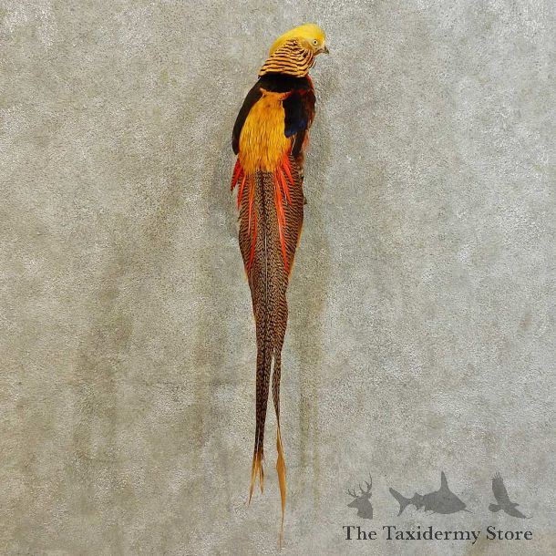 Golden Pheasant Bird Mount For Sale #16528 @ The Taxidermy Store