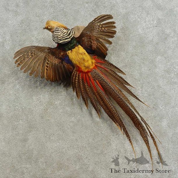 Golden Pheasant Bird Mount For Sale #16655 @ The Taxidermy Store