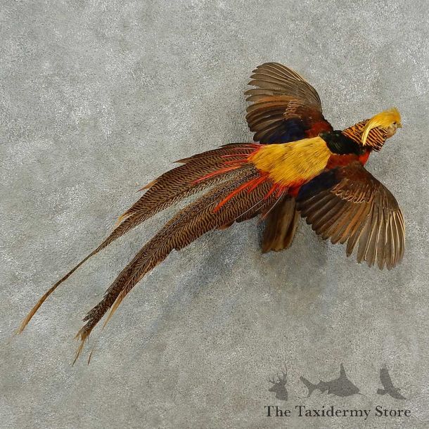 Golden Pheasant Bird Mount For Sale #16934 @ The Taxidermy Store