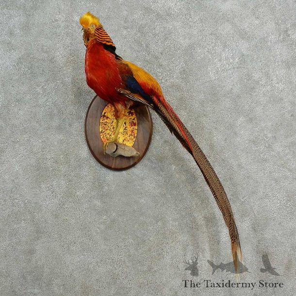 Golden Pheasant Bird Mount For Sale #16984 @ The Taxidermy Store