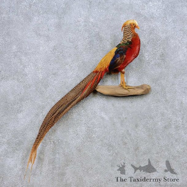 Golden Pheasant Life Size Mount For Sale #13940 For Sale @ The Taxidermy Store