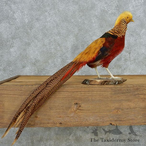 Standing Golden Pheasant Taxidermy #13058 For Sale @ The Taxidermy Store