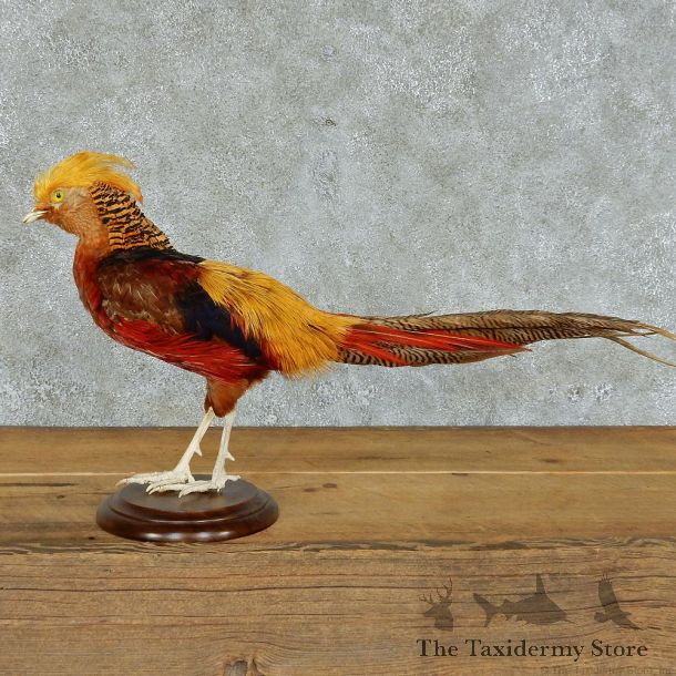 Standing Golden Pheasant Life-Size Taxidermy Mount #13120 For Sale @ The Taxidermy Store