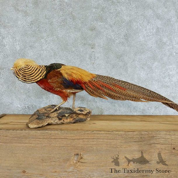 Standing Golden Pheasant Taxidermy Mount #13373 For Sale @ The Taxidermy Store