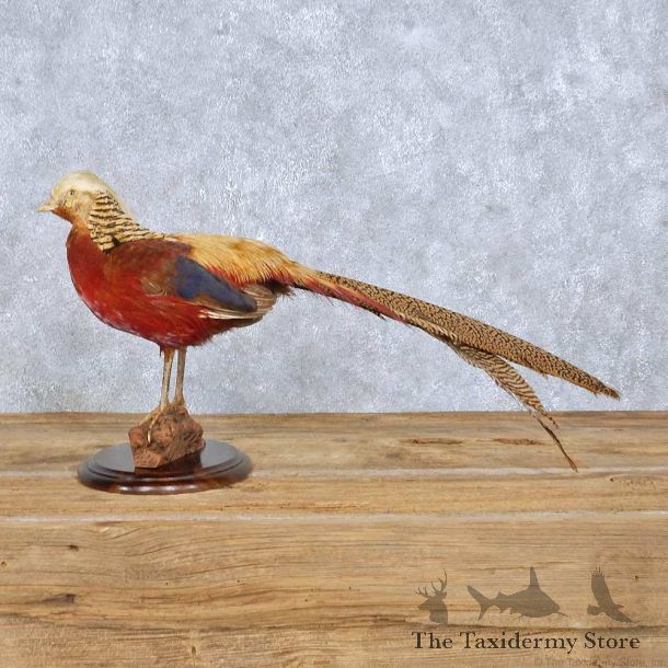 Standing Golden Pheasant Mount For Sale #14826 @ The Taxidermy Store
