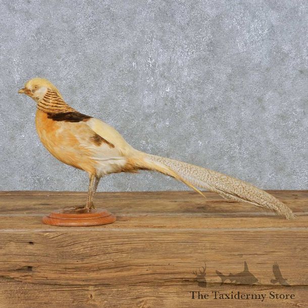 Golden Pheasant Bird Mount For Sale #14983 @ The Taxidermy Store