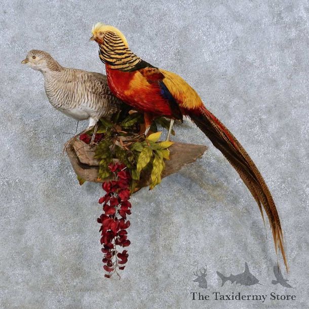 Golden Pheasant Pair Bird Mount For Sale #14520 @ The Taxidermy Store