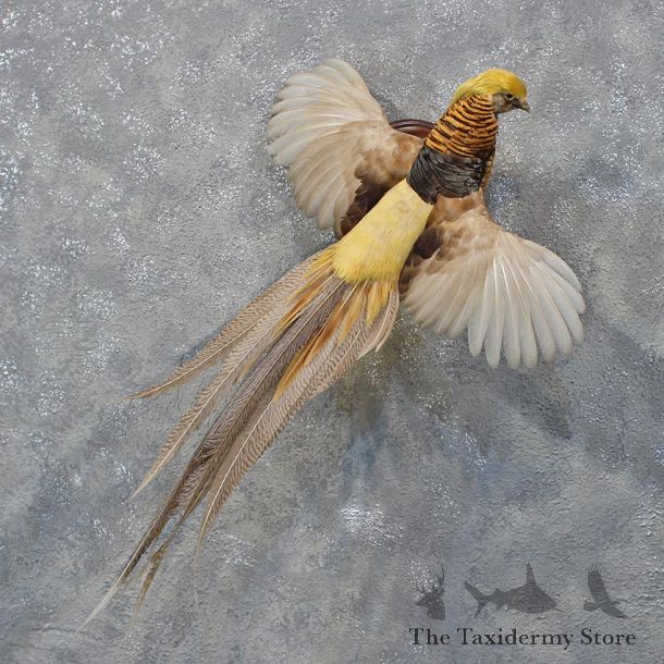 White Golden Cross Pheasant Bird Mount #12237 For Sale @ The Taxidermy Store