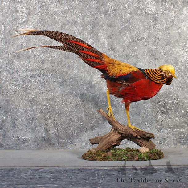 Golden Pheasant Bird Mount #11487 - For Sale - The Taxidermy Store