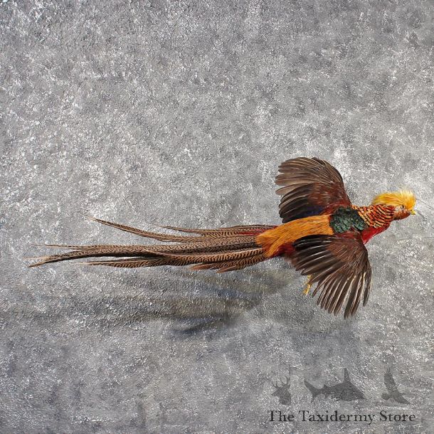 Golden Pheasant Bird Mount #11491 - For Sale - The Taxidermy Store