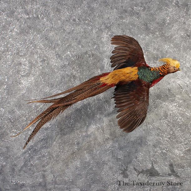 Golden Pheasant Bird Mount #11492 - For Sale - The Taxidermy Store