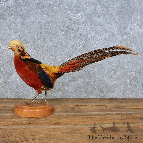 Standing Golden Pheasant Mount For Sale #14707 @ The Taxidermy Store