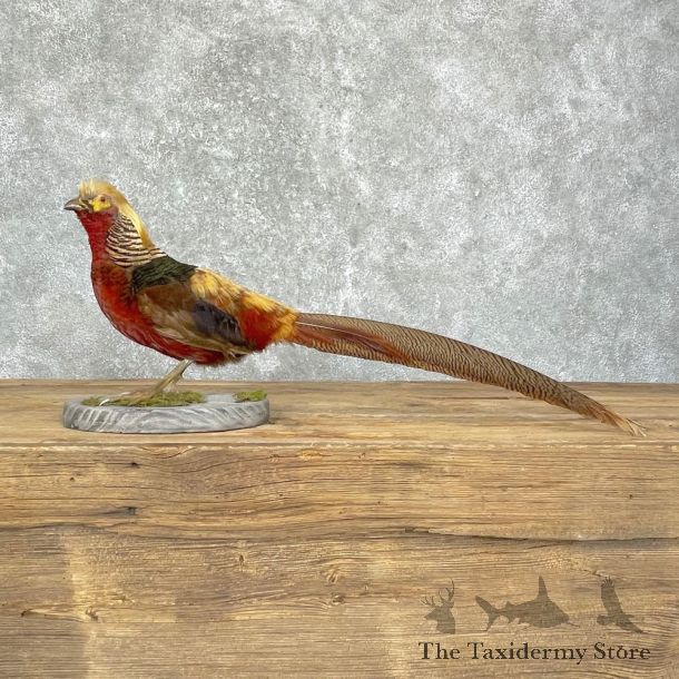 Golden Pheasant Bird Mount For Sale #24691 @ The Taxidermy Store