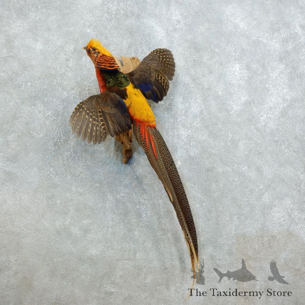 Golden Pheasant Mount For Sale #18517 @ The Taxidermy Store