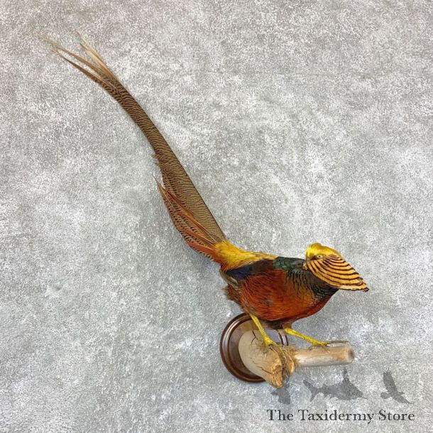 Golden Pheasant Mount For Sale #22467 @ The Taxidermy Store