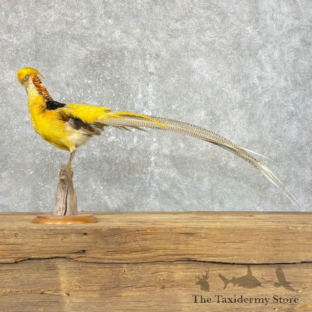 Golden Pheasant Mount For Sale #24828 @ The Taxidermy Store