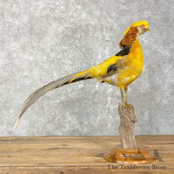 Golden Pheasant Mount For Sale #24830 @ The Taxidermy Store