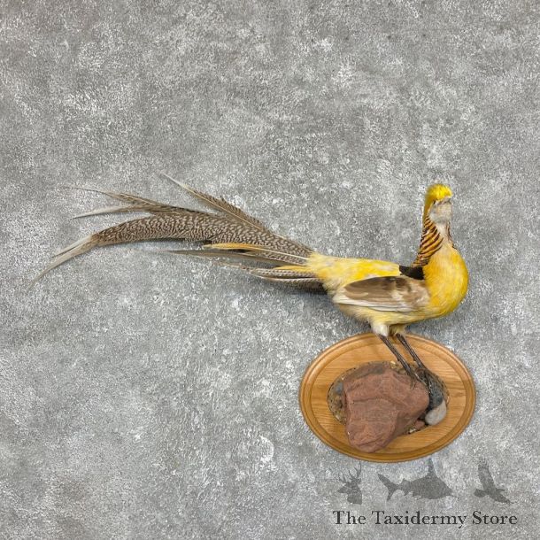 Golden Pheasant Mount For Sale #25240 @ The Taxidermy Store