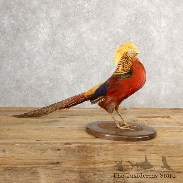 Golden Pheasant Taxidermy Bird Mount #20769 For Sale @ The Taxidermy Store