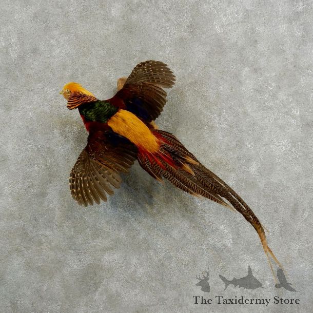 Golden Pheasant Bird Mount For Sale #17058 @ The Taxidermy Store