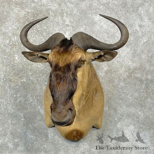 Golden Wildebeest Shoulder Mount For Sale #24761 @ The Taxidermy Store