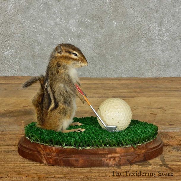 Golfing Squirrel Novelty Mount For Sale #16113 @ The Taxidermy Store