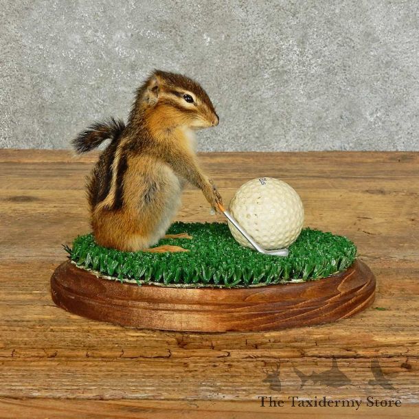 Golfing Squirrel Novelty Mount For Sale #16114 @ The Taxidermy Store