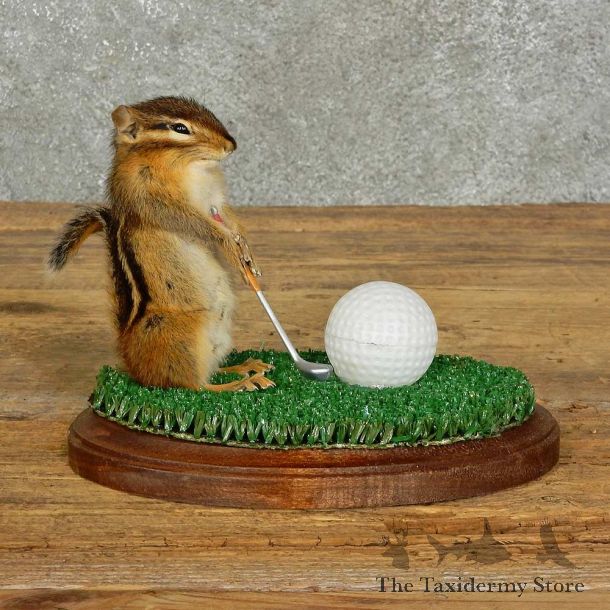 Golfing Squirrel Novelty Mount For Sale #16115 @ The Taxidermy Store