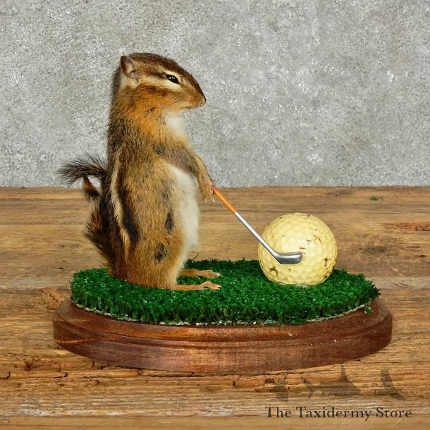 Golfing Squirrel Novelty Mount For Sale #16116 @ The Taxidermy Store