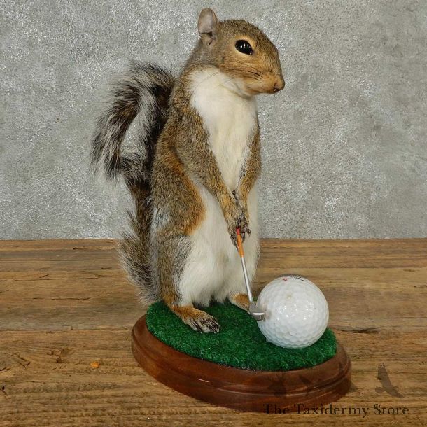 Golfing Squirrel Novelty Mount For Sale #16796 @ The Taxidermy Store