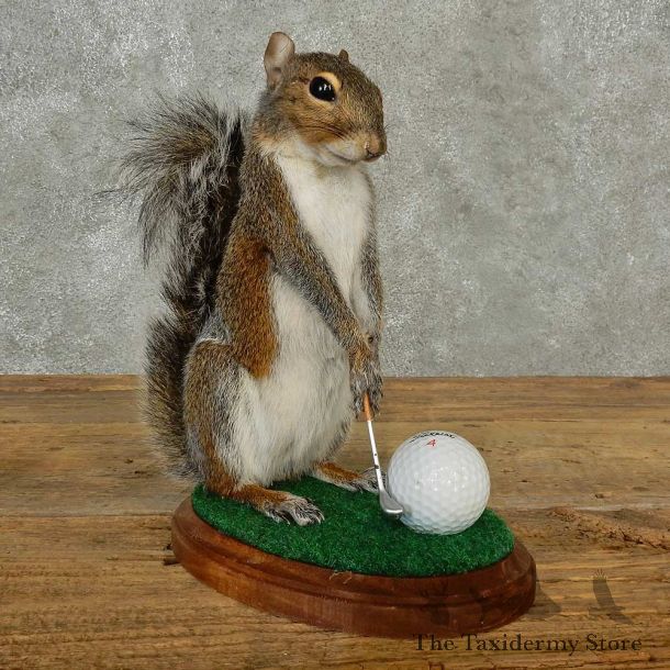 Golfing Squirrel Novelty Mount For Sale #16797 @ The Taxidermy Store