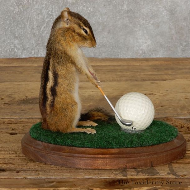 Golfing Chipmunk Novelty Mount For Sale #18909 @ The Taxidermy Store