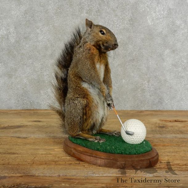 Golfing Squirrel Novelty 17110 @Taxidermy Mount For Sale