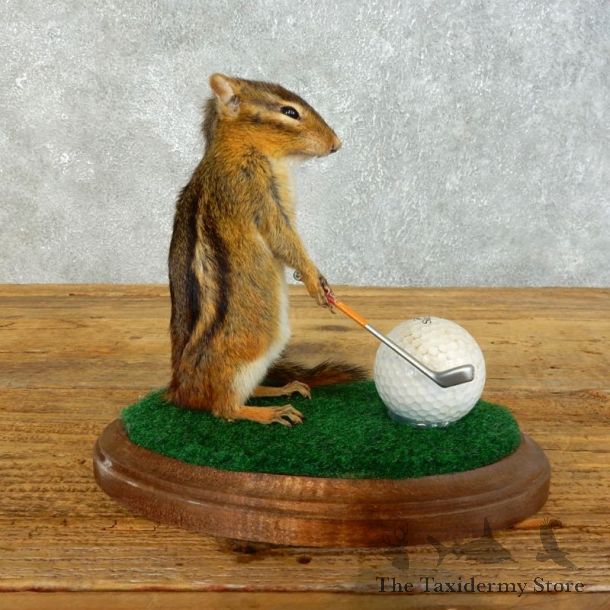Golfing Squirrel Novelty Mount For Sale #18464 @ The Taxidermy Store