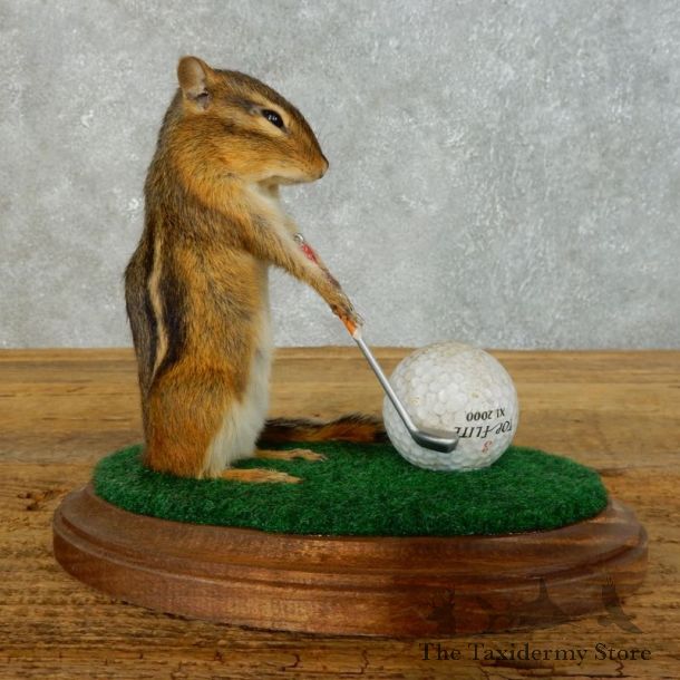 Golfing Squirrel Novelty Mount For Sale #18465 @ The Taxidermy Store