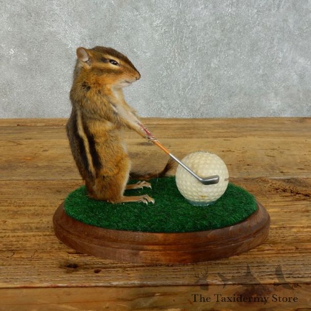 Golfing Squirrel Novelty Mount For Sale #18466 @ The Taxidermy Store