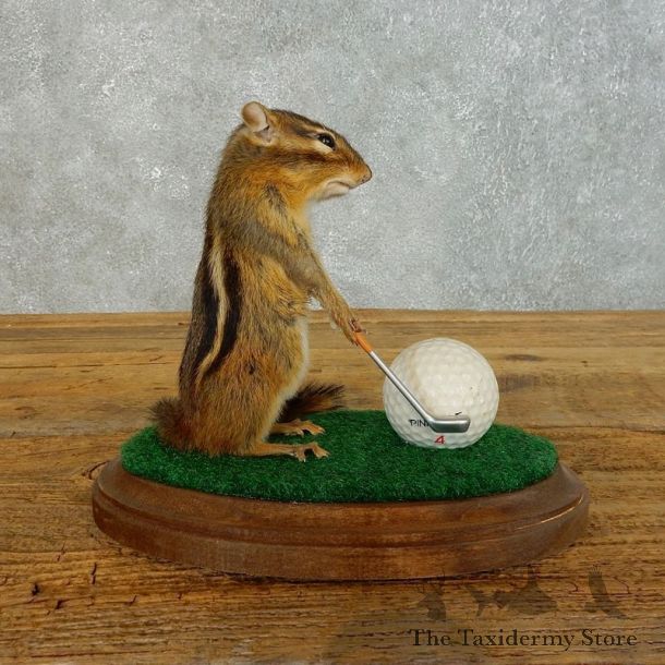 Golfing Squirrel Novelty Mount For Sale #18467 @ The Taxidermy Store