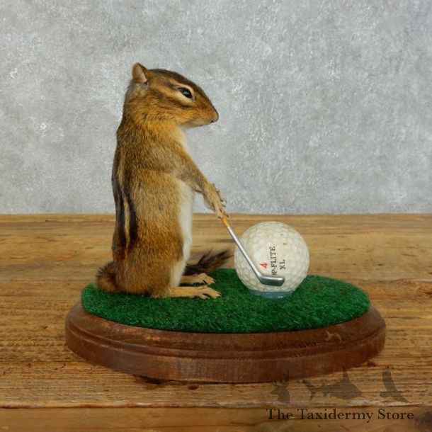Golfing Squirrel Novelty Mount For Sale #18467 @ The Taxidermy Store