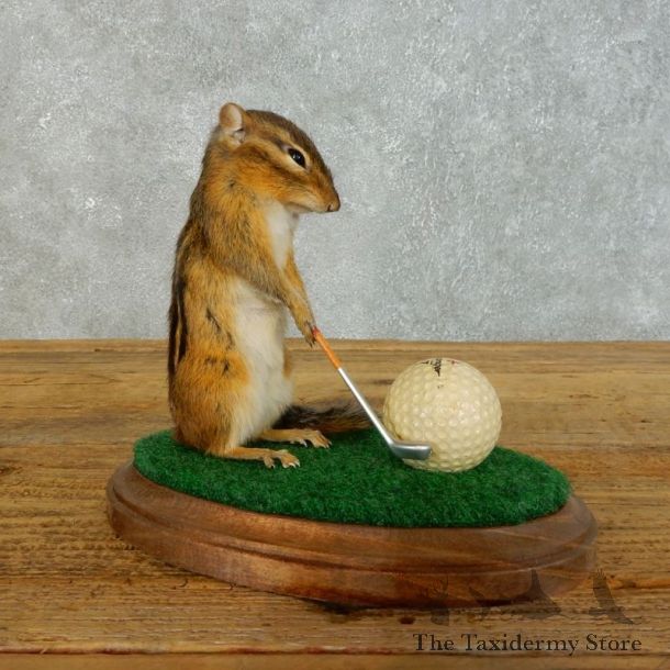 Golfing Squirrel Novelty Mount For Sale #18469 @ The Taxidermy Store