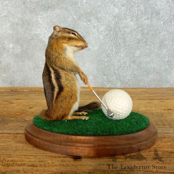 Golfing Squirrel Novelty Mount For Sale #18470 @ The Taxidermy Store