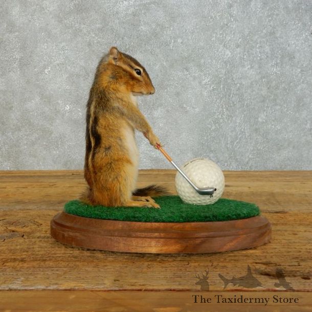 Golfing Squirrel Novelty Mount For Sale #18472 @ The Taxidermy Store