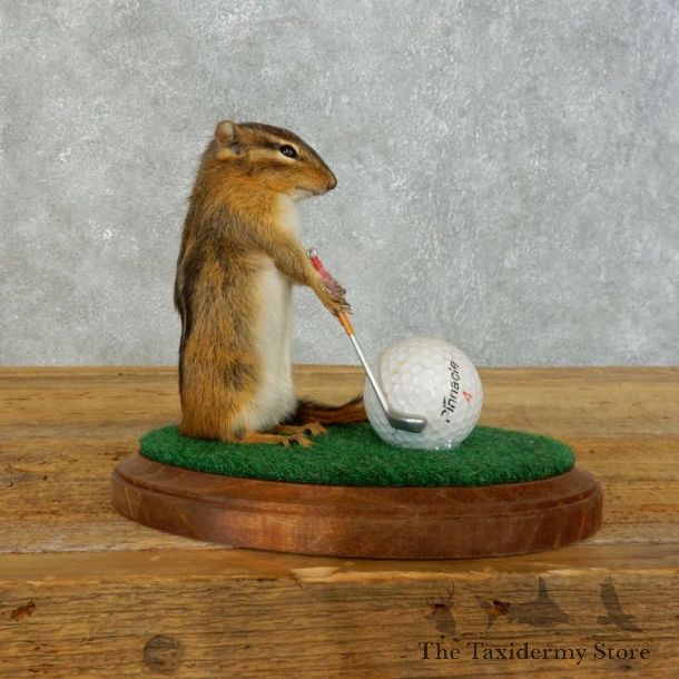 Golfing Squirrel Novelty Mount For Sale #18473 @ The Taxidermy Store
