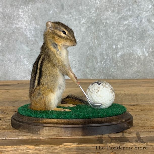 Golfing Squirrel Novelty Mount For Sale #22620 @ The Taxidermy Store