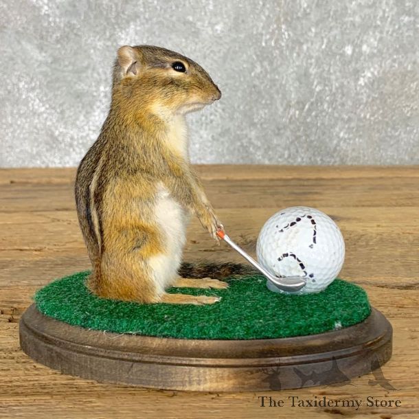 Golfing Squirrel Novelty Mount For Sale #22621 @ The Taxidermy Store