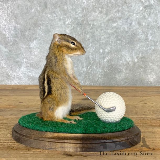 Golfing Squirrel Novelty Mount For Sale #22622 @ The Taxidermy Store