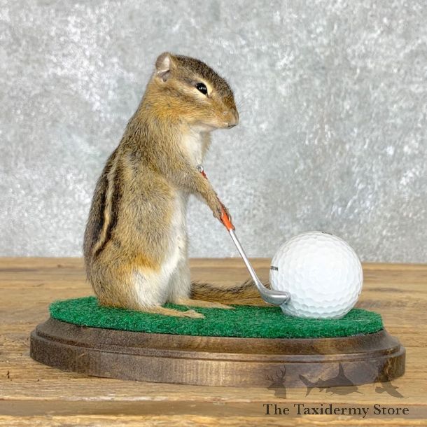 Golfing Squirrel Novelty Mount For Sale #22623 @ The Taxidermy Store