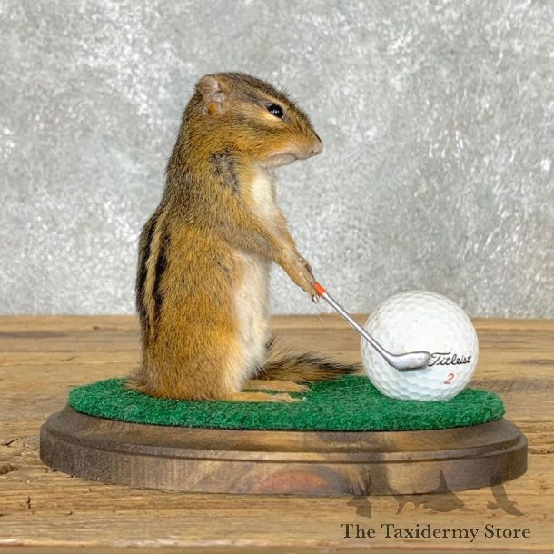 Golfing Squirrel Novelty Mount For Sale #22624 @ The Taxidermy Store