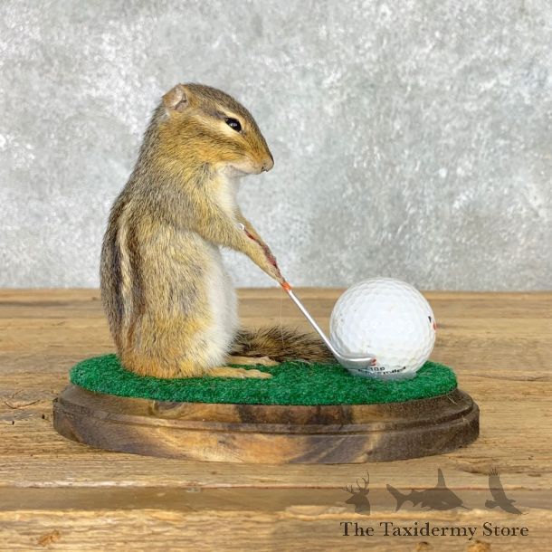 Golfing Squirrel Novelty Mount For Sale #22625 @ The Taxidermy Store
