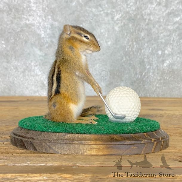 Golfing Squirrel Novelty Mount For Sale #22626 @ The Taxidermy Store