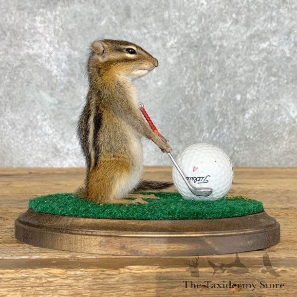Golfing Squirrel Novelty Mount For Sale #22627 @ The Taxidermy Store